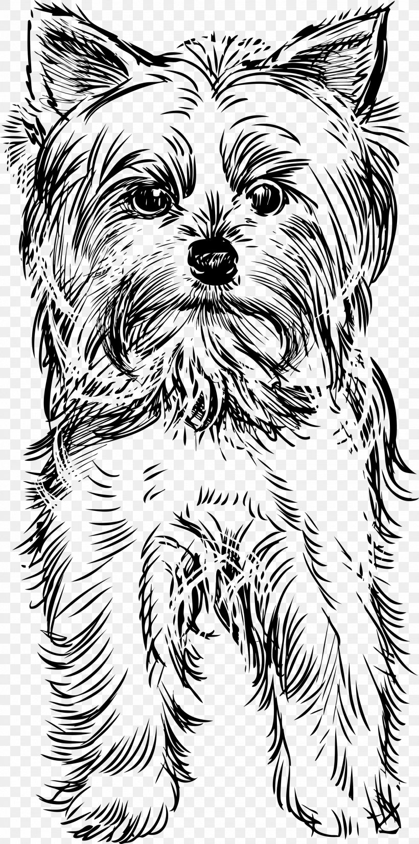 Yorkshire Terrier Puppy Drawing Clip Art, PNG, 1985x4000px.