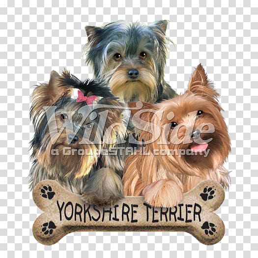 Yorkshire Terrier Australian Silky Terrier Australian.