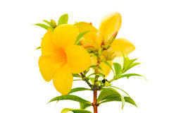 Allamanda Golden Trumpet Stock Photography.