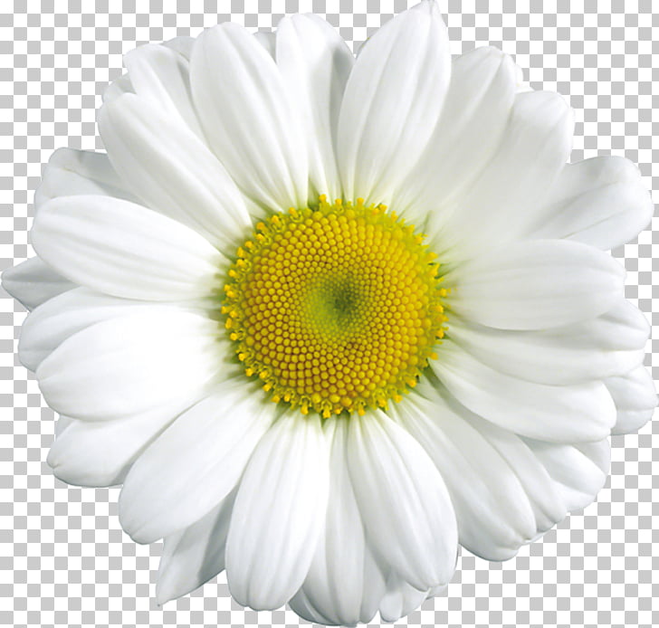 Common daisy , Daisy Flower s, white daisy flower PNG.