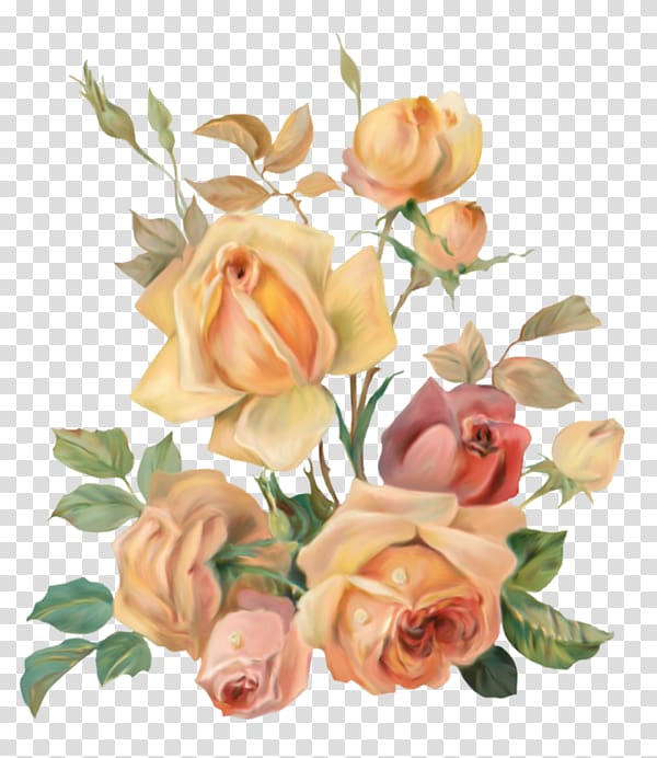 Garden roses Adobe shop Cabbage rose Portable Network.