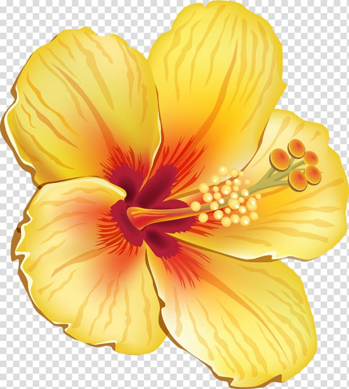 Yellow hibiscus flower illustration, Hawaiian hibiscus.