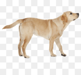 Yellow Lab PNG and Yellow Lab Transparent Clipart Free Download..