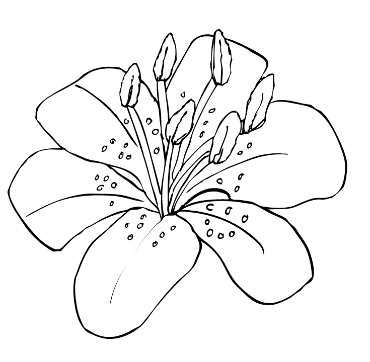 Tiger Lily Cartoon Clipart.