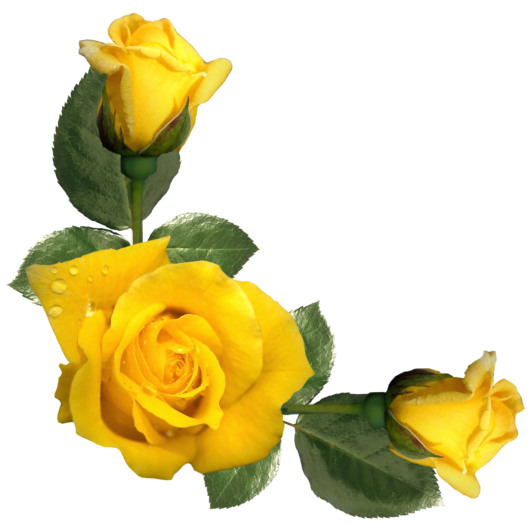 Yellow Roses Png & Free Yellow Roses.png Transparent Images.