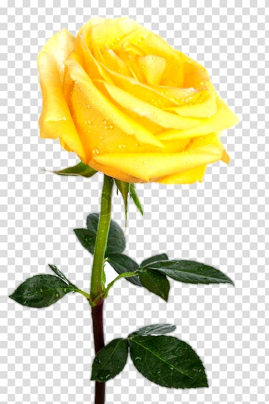 Rose Yellow Desktop , yellow rose transparent background PNG.