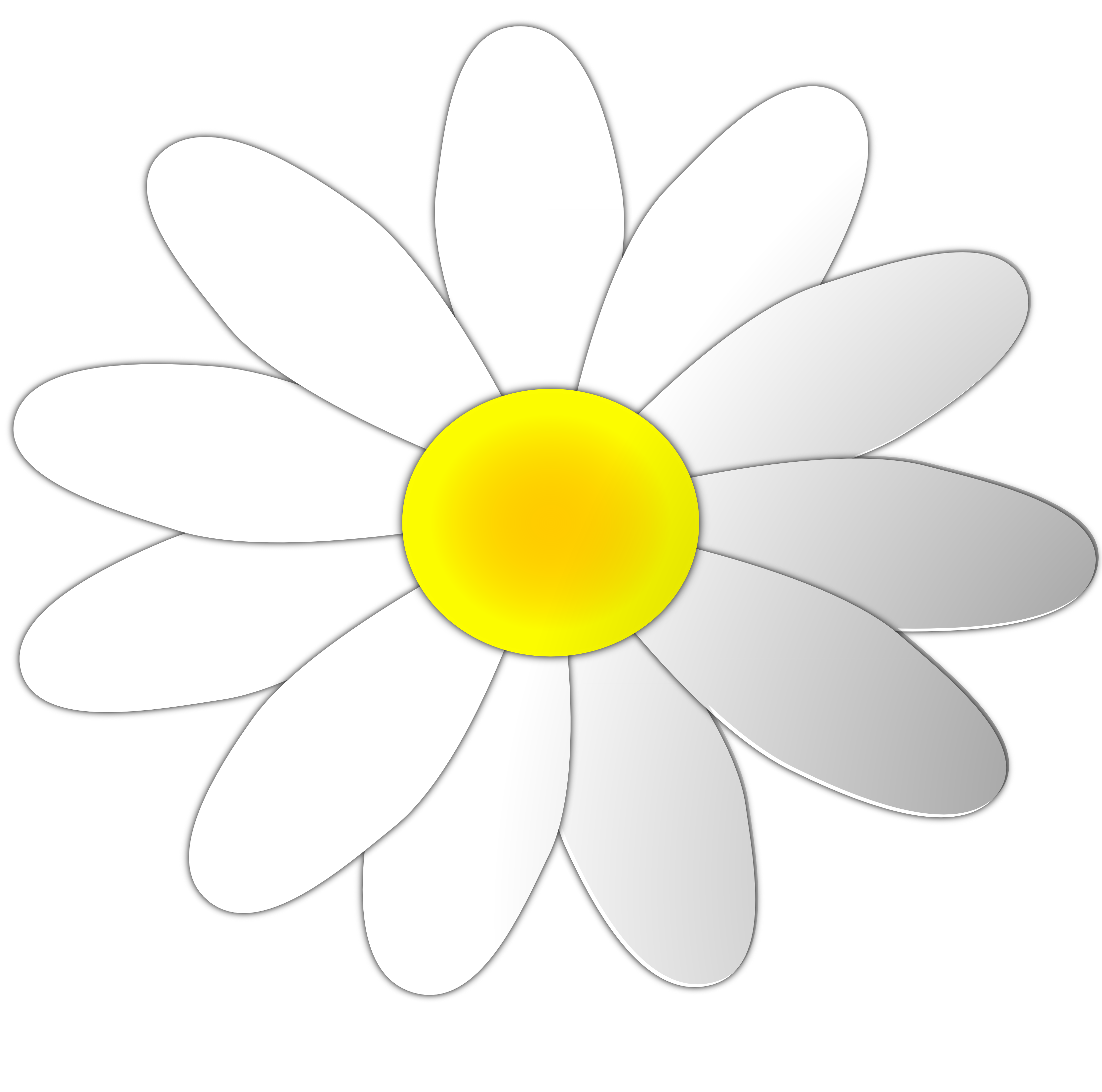 White daisy clipart.