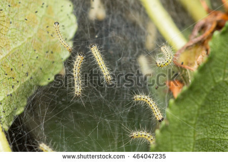 Yponomeutidae Stock Photos, Royalty.