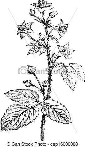 Vector of Bramble or Blackberry, vintage engraving..