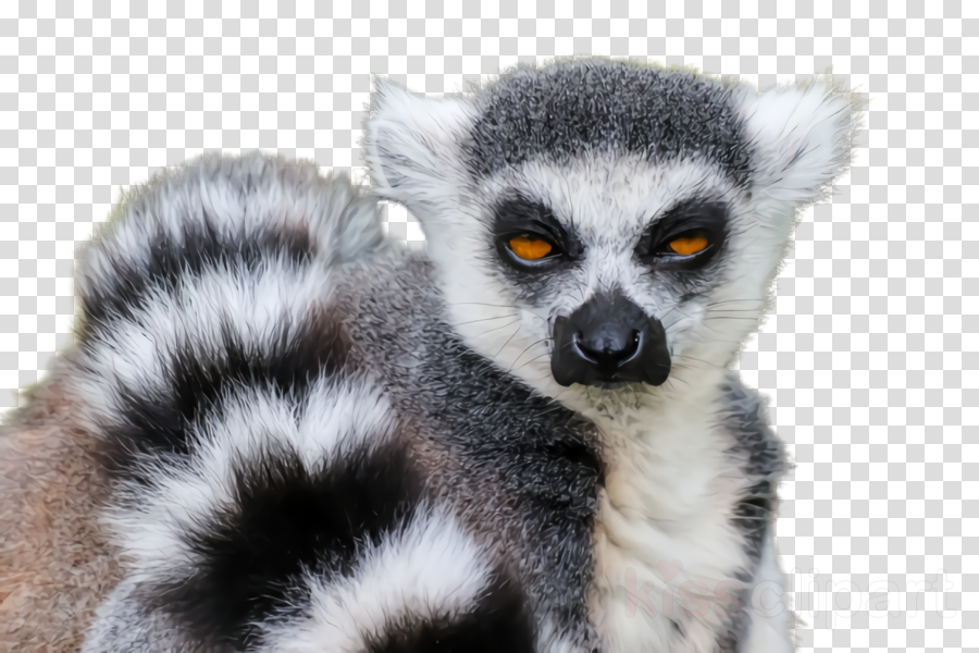 lemur terrestrial animal wildlife fur tail clipart.