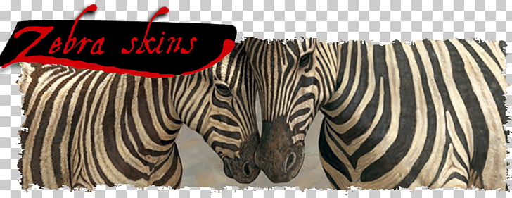 Zebra Animal Horse White, Zebra Skin PNG clipart.