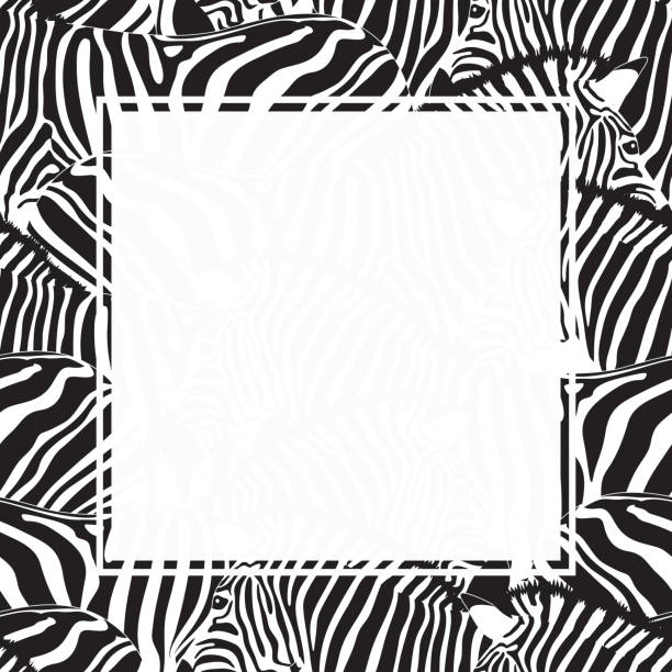 Best Zebra Frame Illustrations, Royalty.