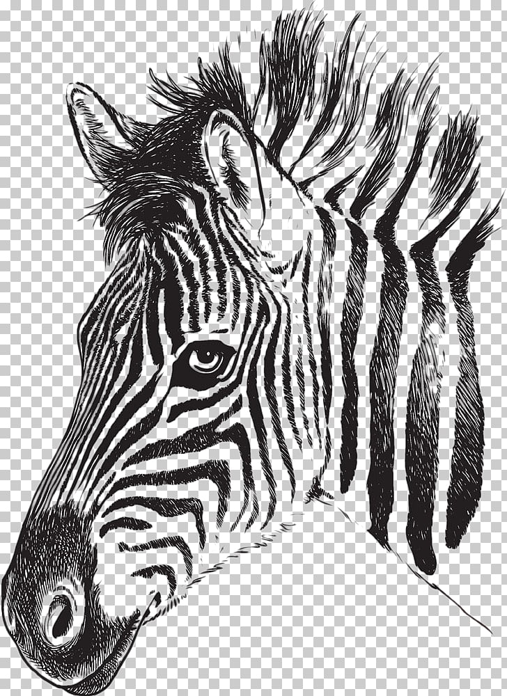 Plains zebra Stock photography Fotolia, zebra PNG clipart.