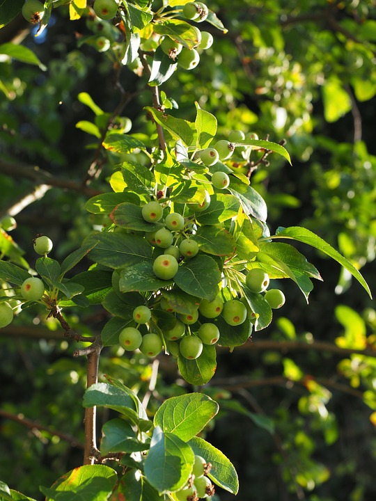 Free photo Zieraepfel Wild Apples Ornamental Apple Tree.