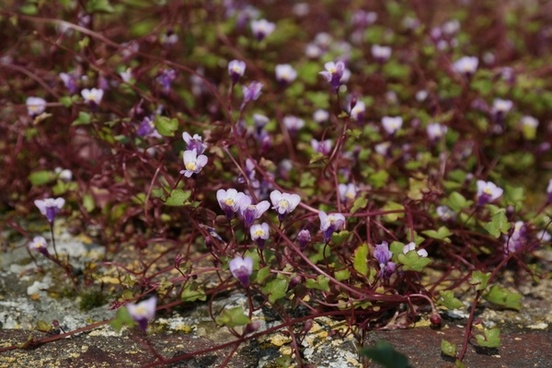 Herbs free stock photos download (279 Free stock photos) for.