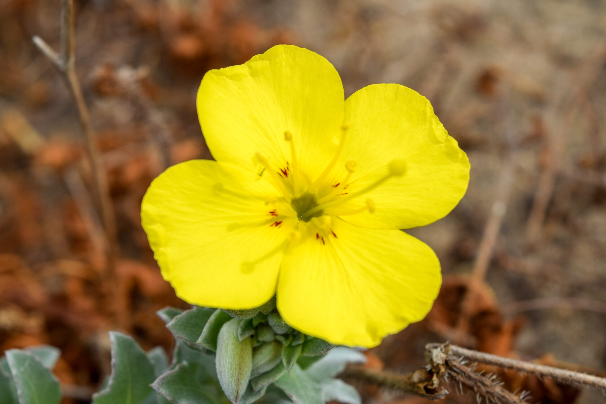 Beautiful Beach-evening primrose.