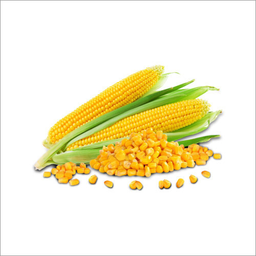 Vegetable Frozen Sweet Corn