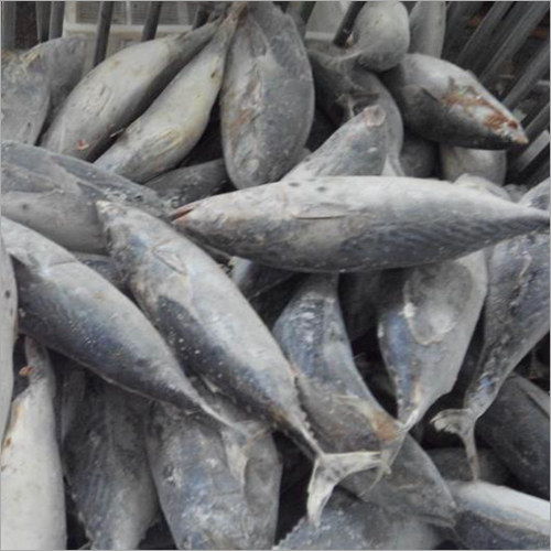 Frozen Bonito Tuna Fish