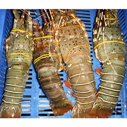 Frozen Lobster Weight: As Per Requirement  Kilograms (Kg)