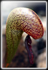 darlingtonia