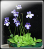 pinguicula