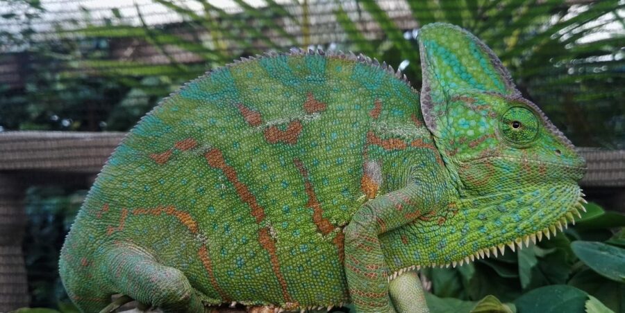 veiled chameleon