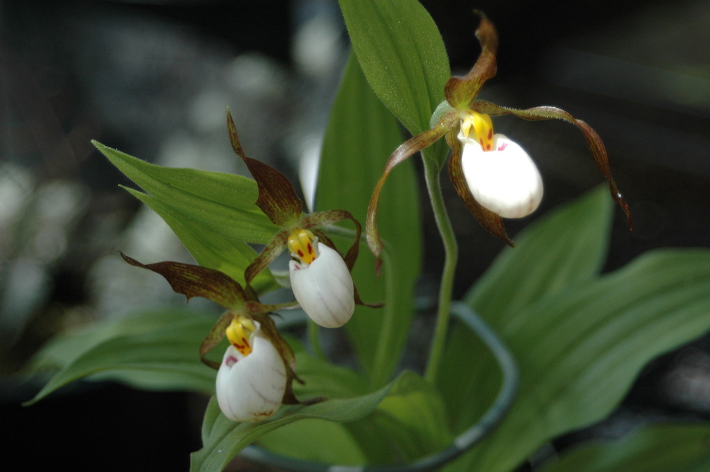 Photo of Cypripedium x andrewsii flower by Keeping it Green Nursery