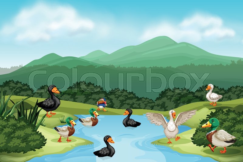 pond with ducks clipart