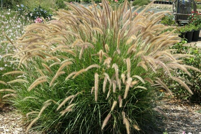 Pennisetum setaceum