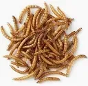 Dried Mealworms 100g