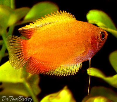 Premium Golden Honey Gourami