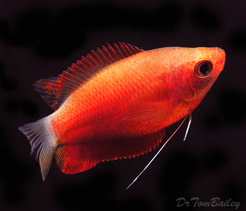 Premium Sunset Honey Gourami, on SALE