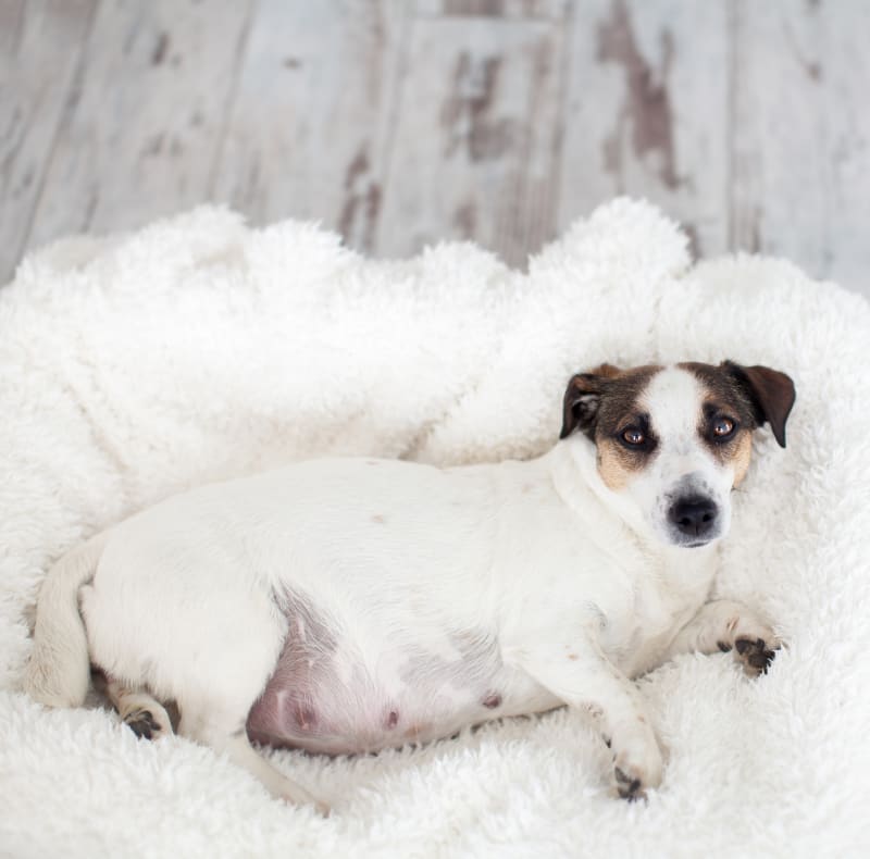 How Do You Treat Mastitis In Dogs At Home