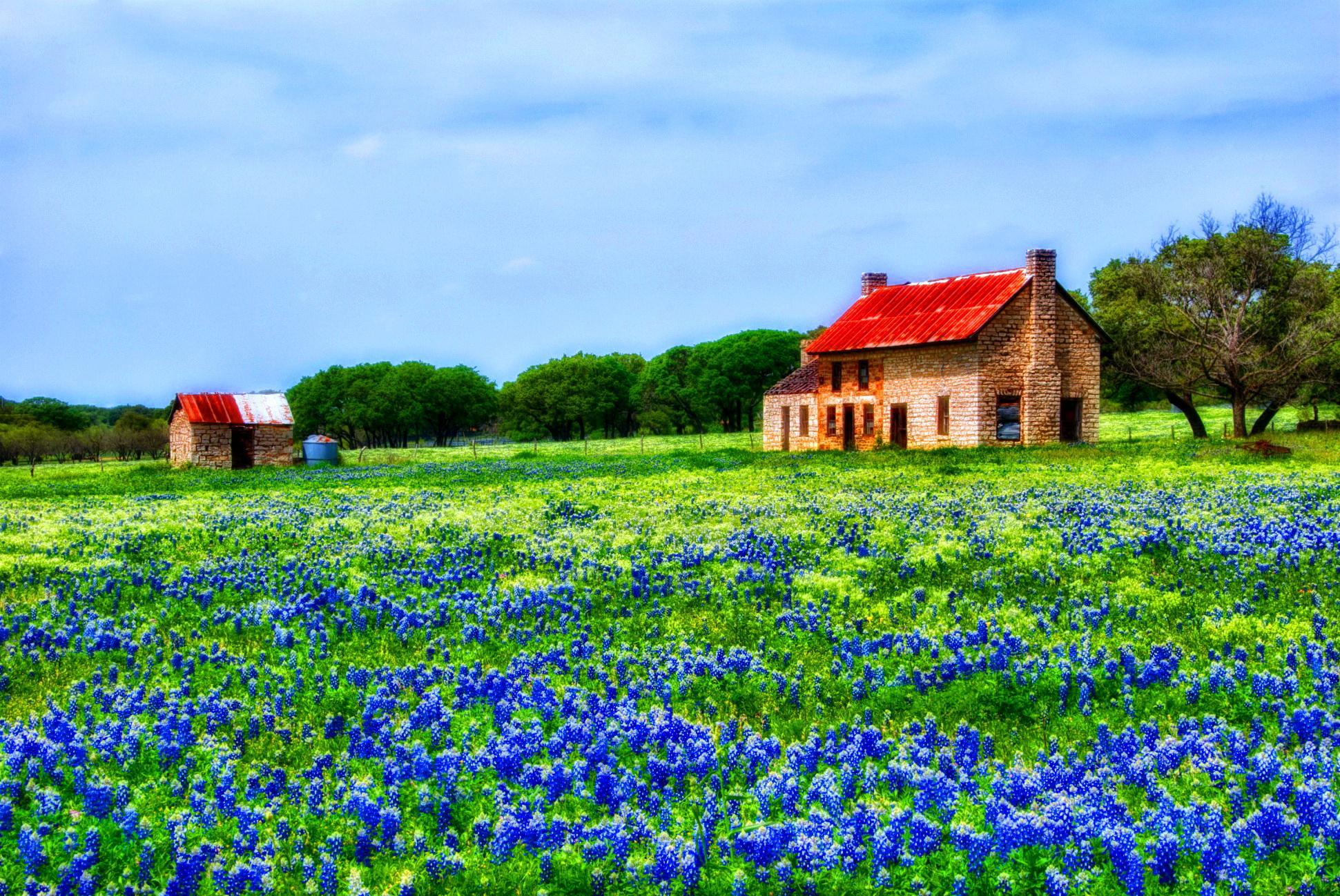 Hill Country Bluebonnets HD Настольные обои: широкоформатные: высокое ...