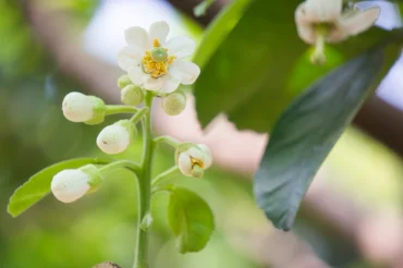 pomelo blüte