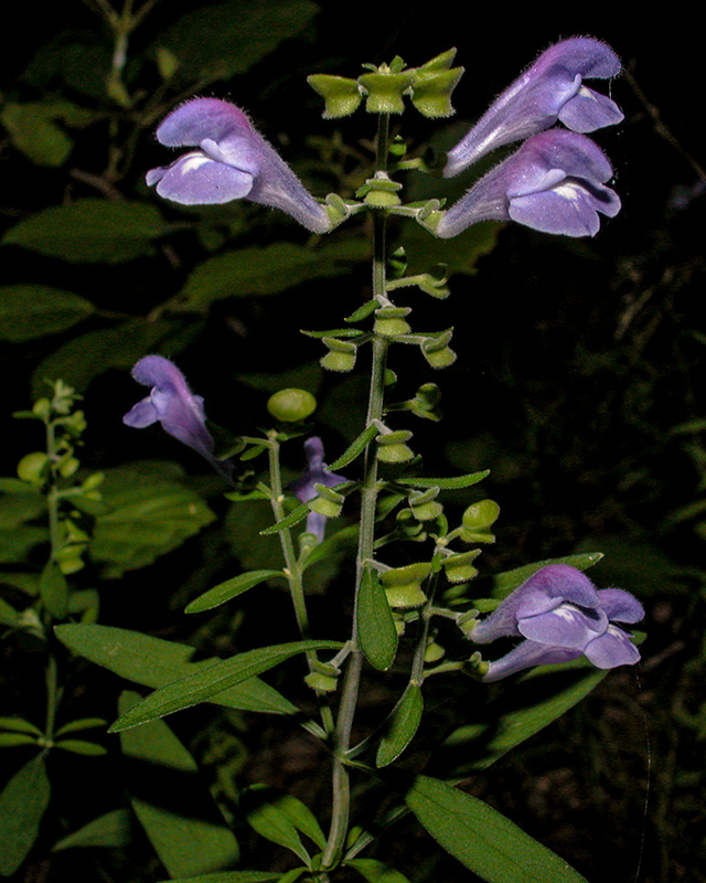 Scutellaria integrifolia