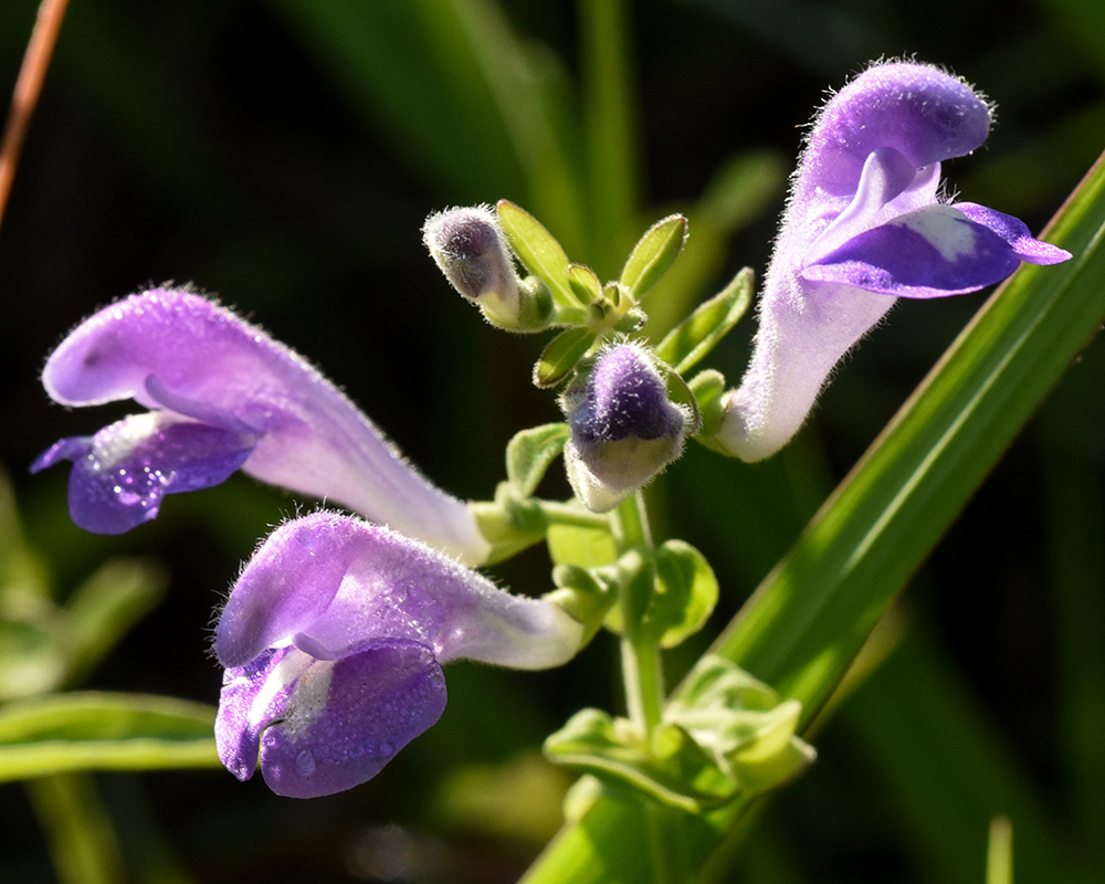 Scutellaria integrifolia