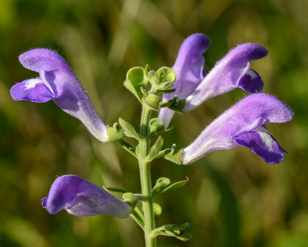 Scutellaria integrifolia