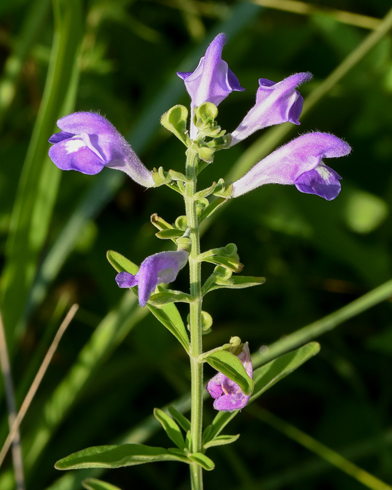 Scutellaria integrifolia