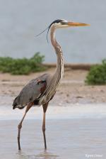 Great Blue Heron svg