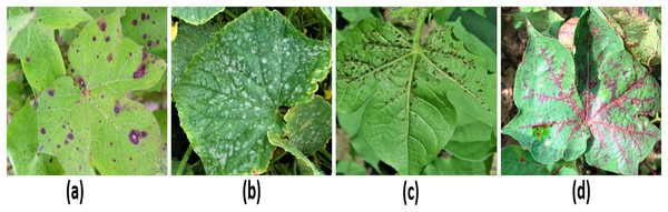 Images generated through GANs (A) Target spot, (B) Mildew, (C) Aphid, (D) Bacterial blight (Dhamodharan, 2023; Bhoi, 2020).