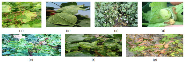 (A) Gossypium Hirsutism, (B) Leave Curl, (C) Root Rot, (D) Bollworm, (E) Foliage Leave, (F) Cotton Wilt, (G) Leaf Rol (Dhamodharan, 2023; Bhoi, 2020).