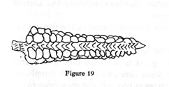 ear of corn with space between rows of kernels