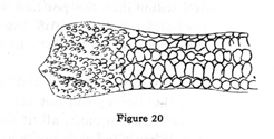 ear of corn