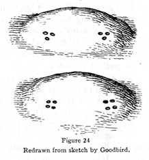 diagram of two ways to plant beans; one with groups of three, one with groups of four