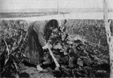 woman bending over using bone hoe in a squash field