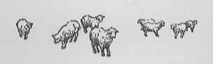 flock of sheep