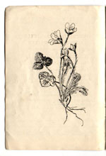 drawing of a flowering plant and its roots