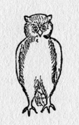 drawing of owl