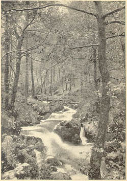 a creek with a small wooden bridge over it amidst dense woods